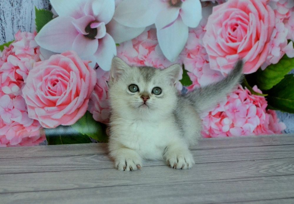 Серебристые шиншиллы красивенные котята