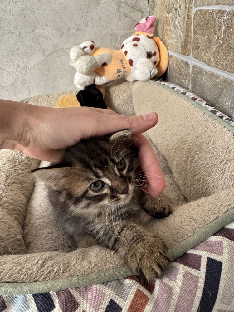 Віддам котиків в добрі руки