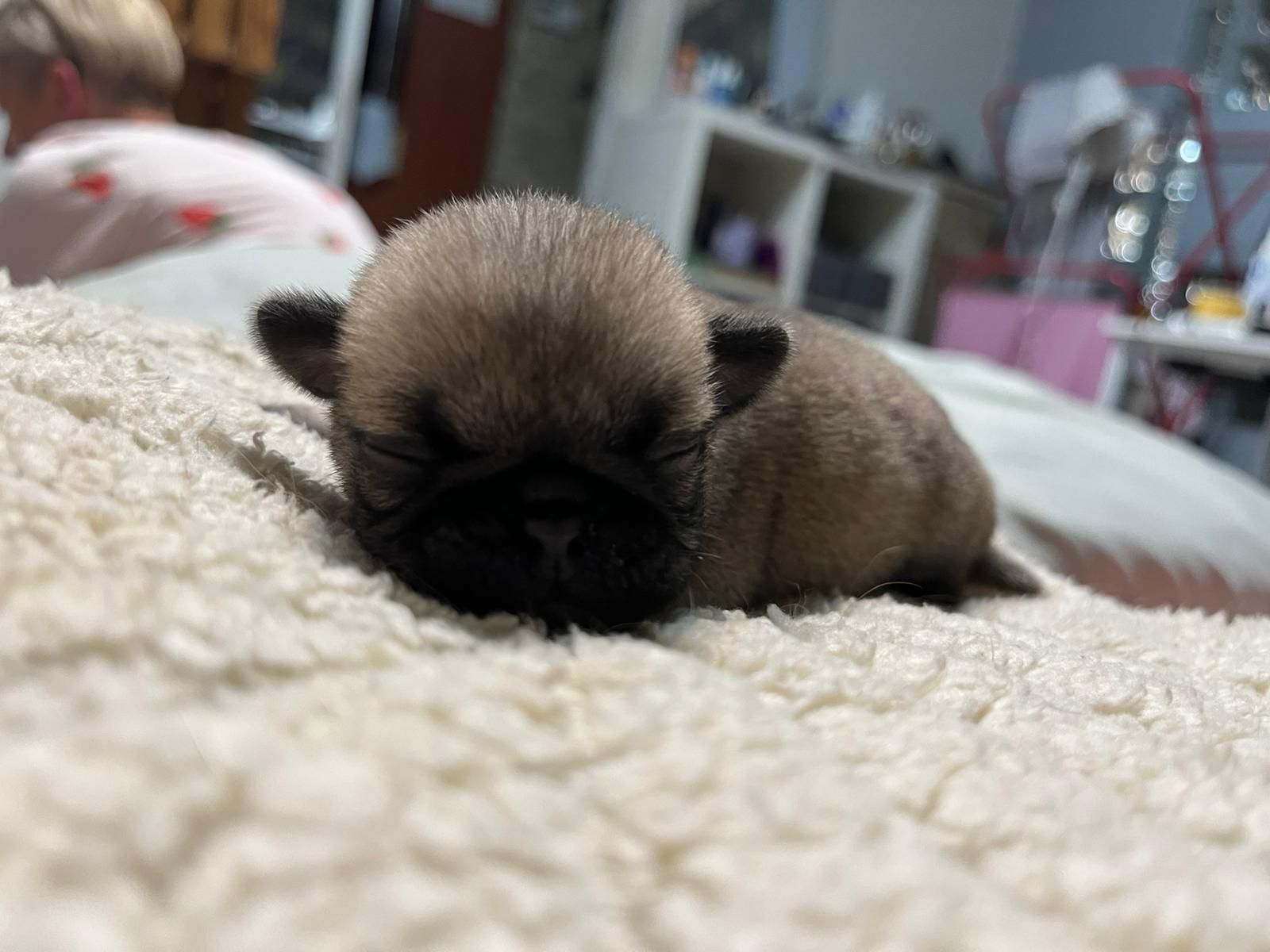 Mops śliczna suczka