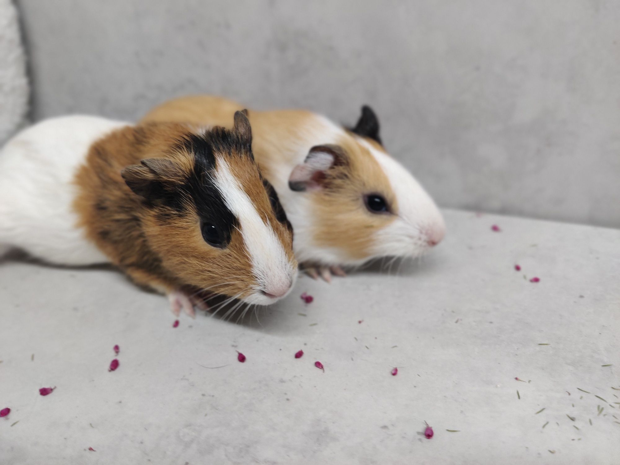 Świnki morskie młode sklep zoologiczny Julianowska 7 b Łódź
