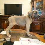 Cane corso - samiec w kolorze formentino, metryka ZKwP