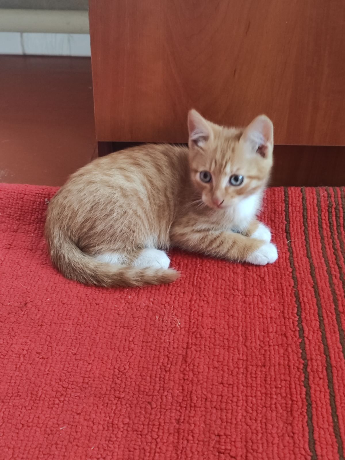 Рыже-белый котёнок мальчик ищет дом! Котята! Отдам в хорошие руки!