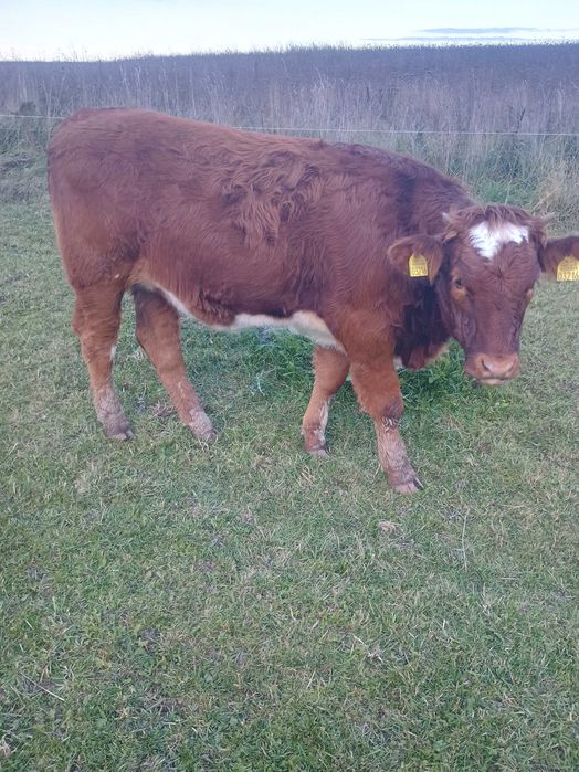 Sprzedam bydło - byczki  , odsadki  ,   jałówki  cielne .