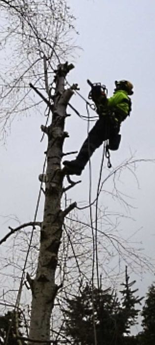Wycinka drzew, prace alpinistyczne, zrębkowanie gałęzi