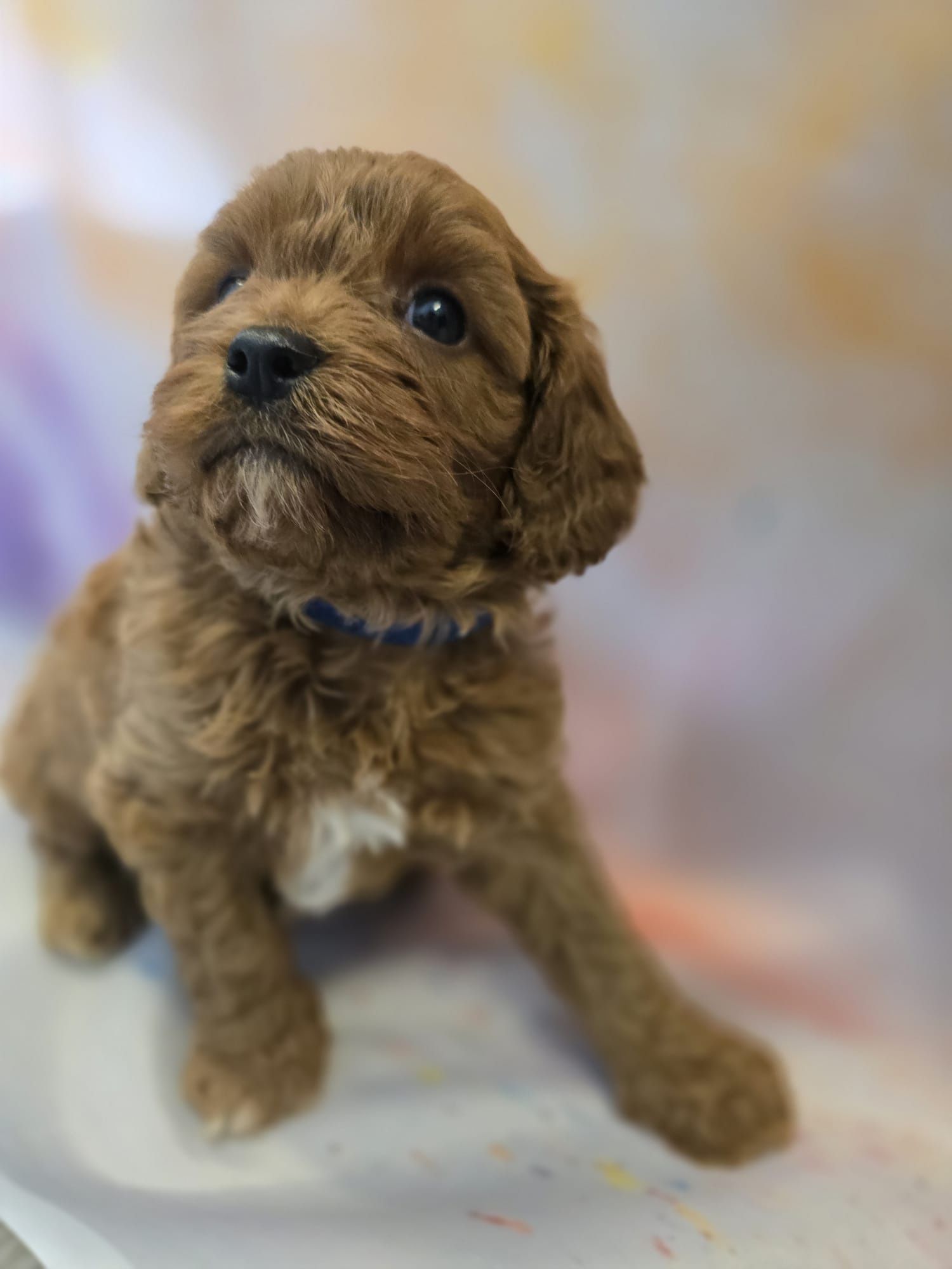 Cavapoo chłopiec cackapoo /maltipoo