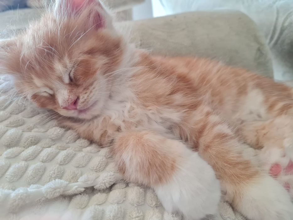Maine coon Kocurek Astro