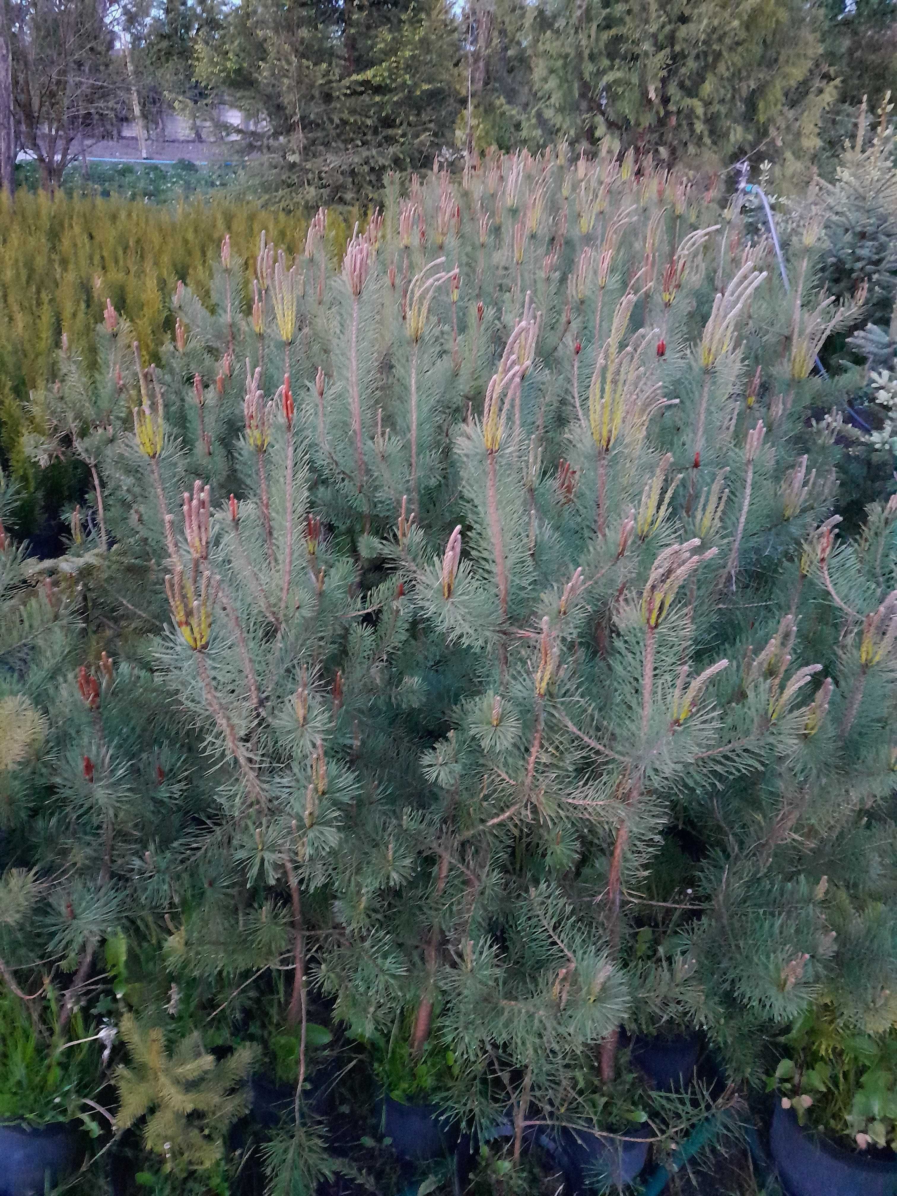 Sosna Pinus sylvestris w donicy 4 letnia do 60cm