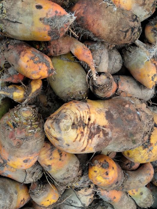 Продам курмовий буряк