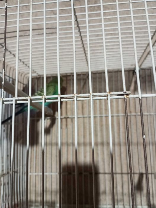 Vendo piriquito macho