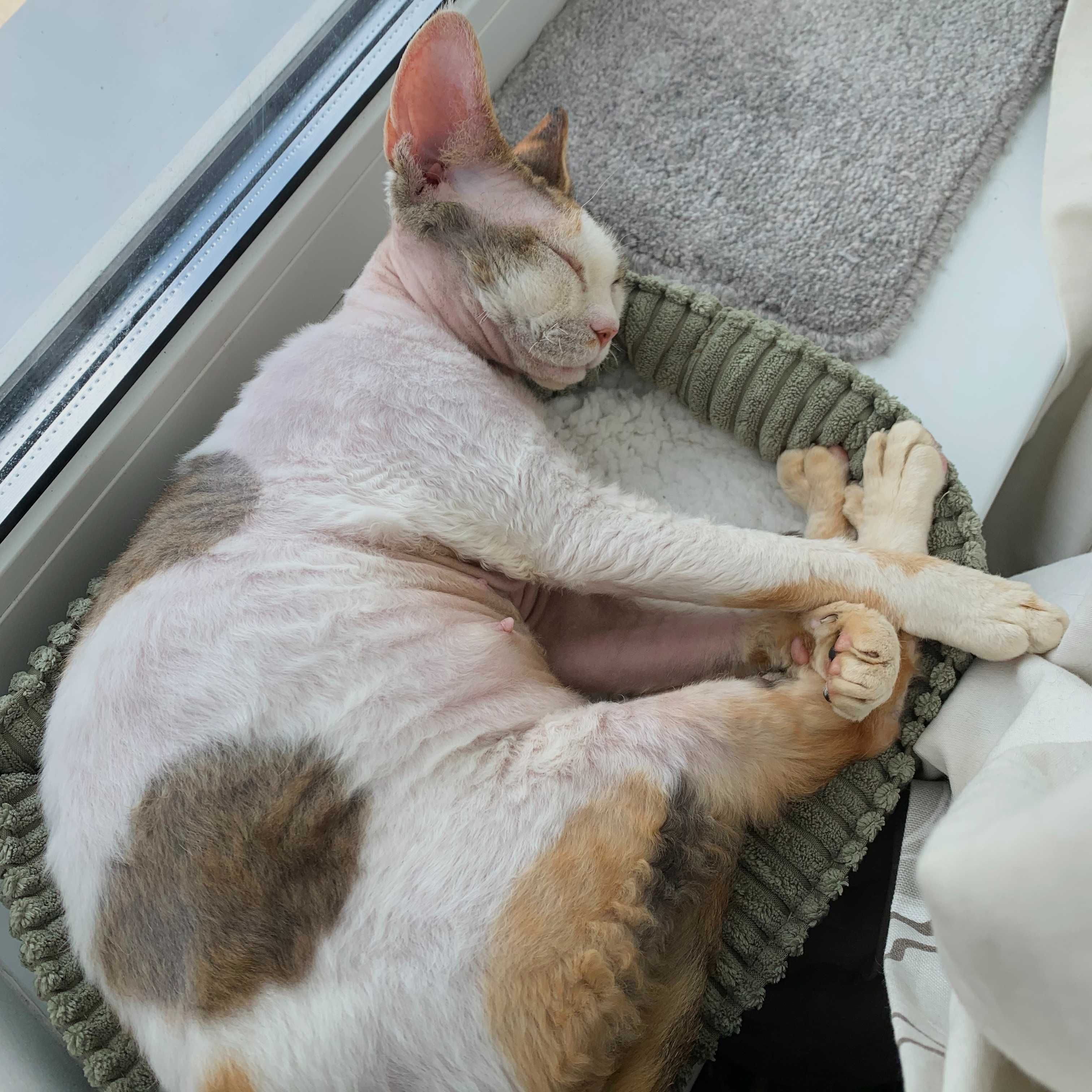 Кошеня devon rex - найкращий друг для сім'ї