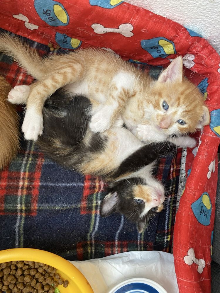 Adota-se gatos bebes!