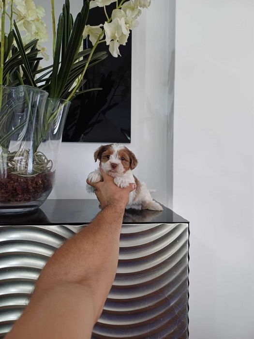 Yorkshire Terrier  Miniatura " MACHO WHITE & CHOCOBERRY"