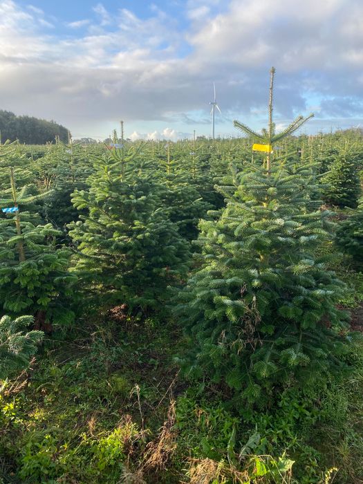 Jodła Kaukaska Donica