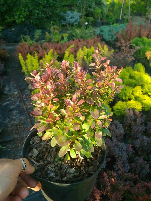 Барбарис,бересклет, вейгели, гортензії, спіреї