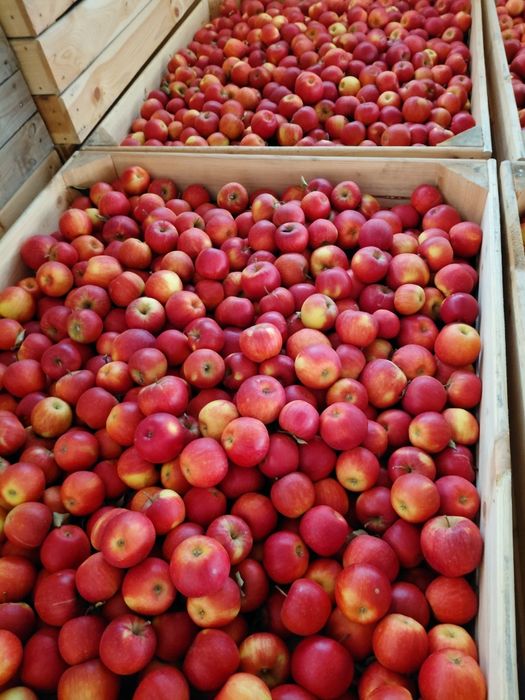 Jabłko  mieszane mix