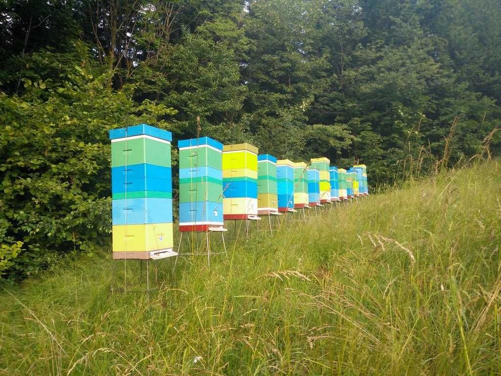 Odkłady, pszczoły, rodziny pszczele 380 zł  -  sezon 2025