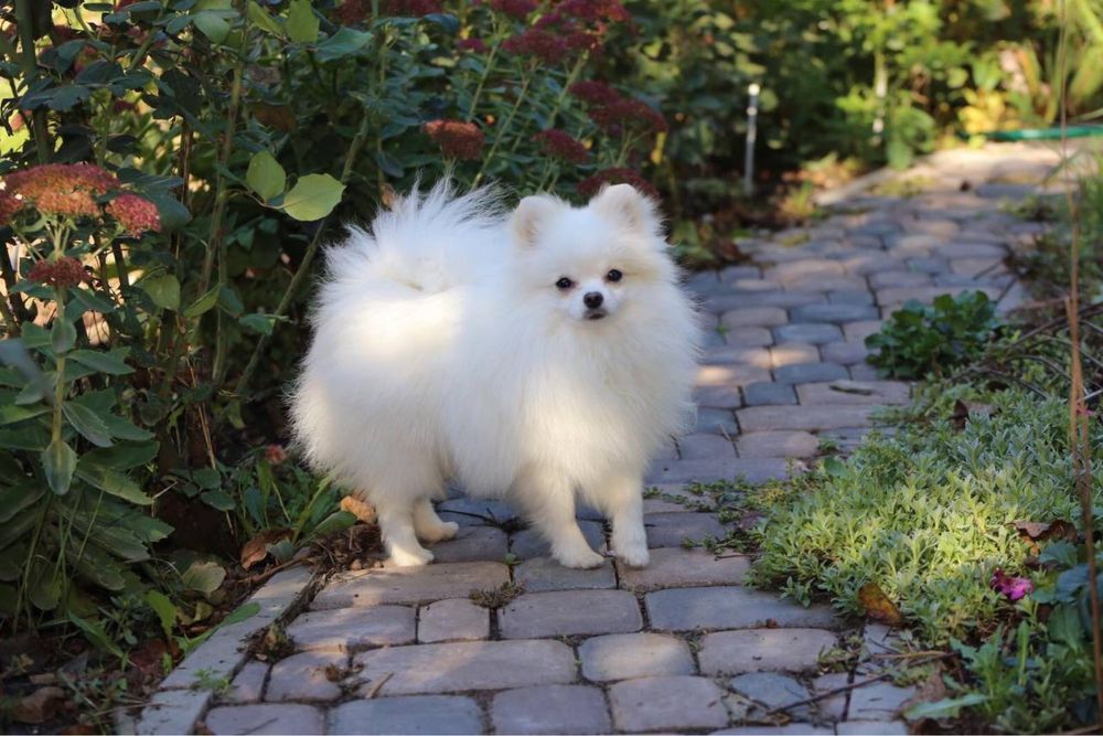 Терміново Хлопчик шпіц 6 міс