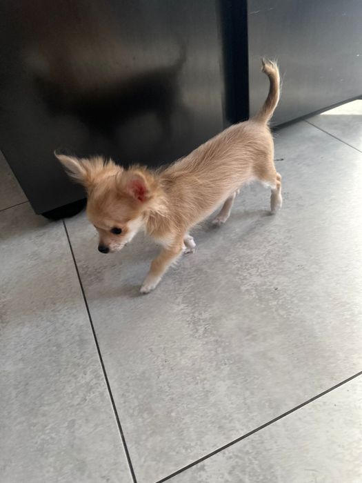 Sunia chihuahua długowłosa