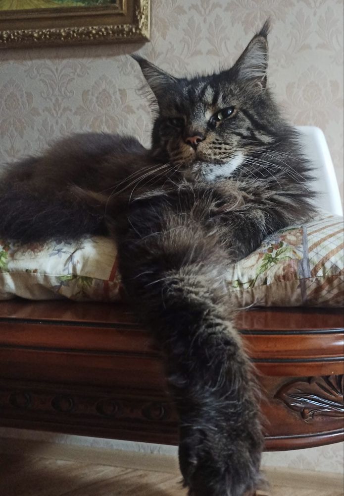 Мейн-Кун,котята Дикий окрас,Табби,мальчики