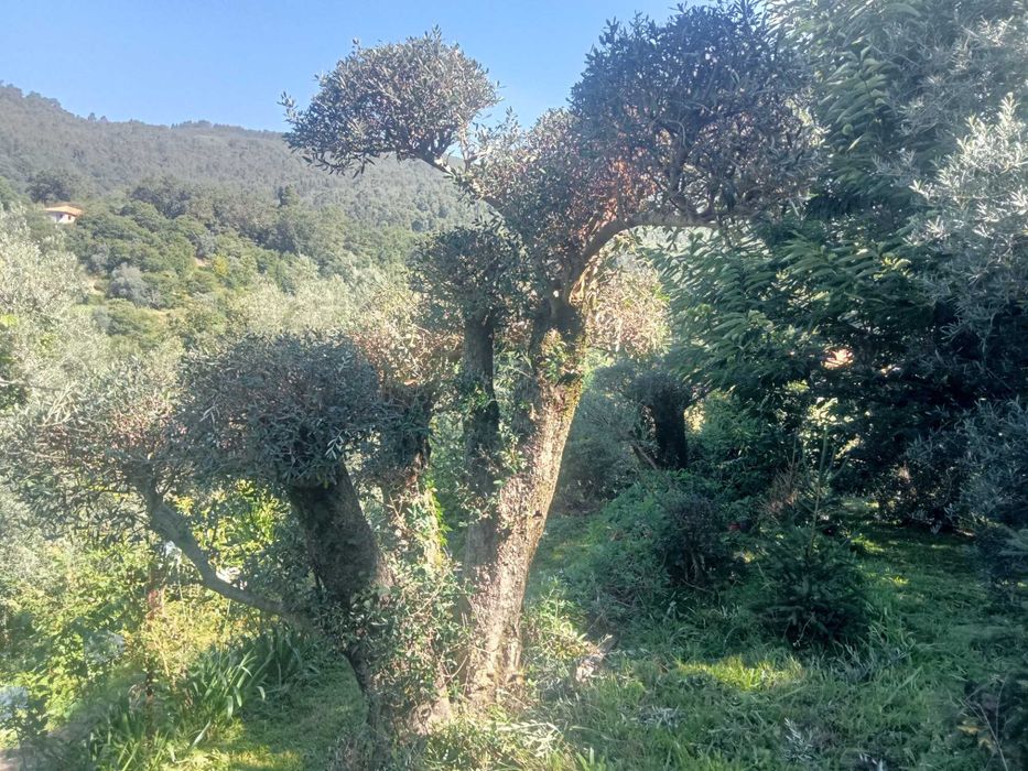 Oliveira para jardim