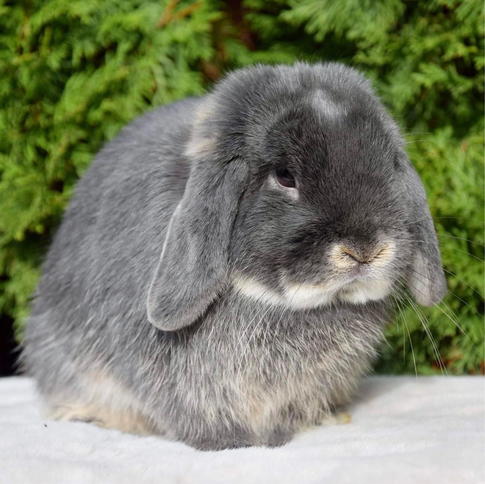 Królik Mini Lop - Samiec.