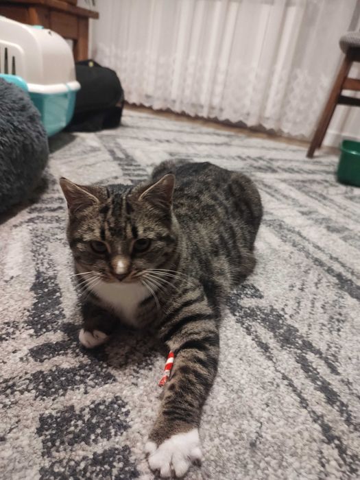 Oddam kotkę w dobre ręce.