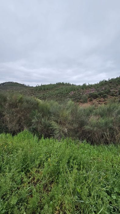 Terreno em Mação