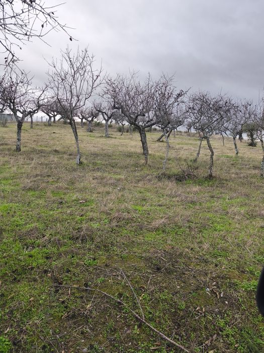Terreno rústico em sequeiros
