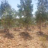 6 terrenos florestais para investimento- aprox 20000m2
