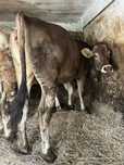 Jałówka brown swiss 100% do zacielenia