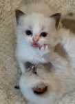 Ragdoll nietuzinkowa koteczka po championie