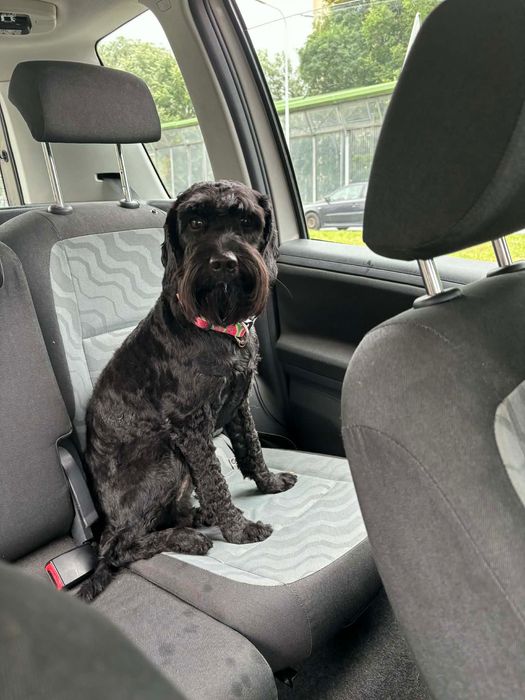 Oddam psa do kochającego domu