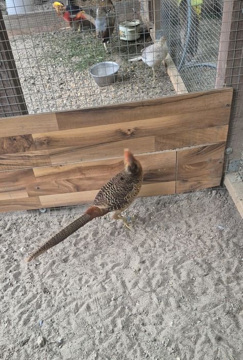 Bażant złocisty młody