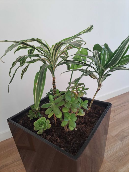 Vendo vaso com planta de interior