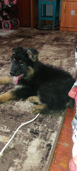 НА ОХОРОНУ!Довгошерстий крупний шикарний німець