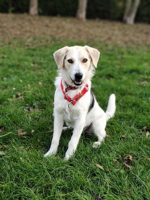 Młody piesek szuka domu