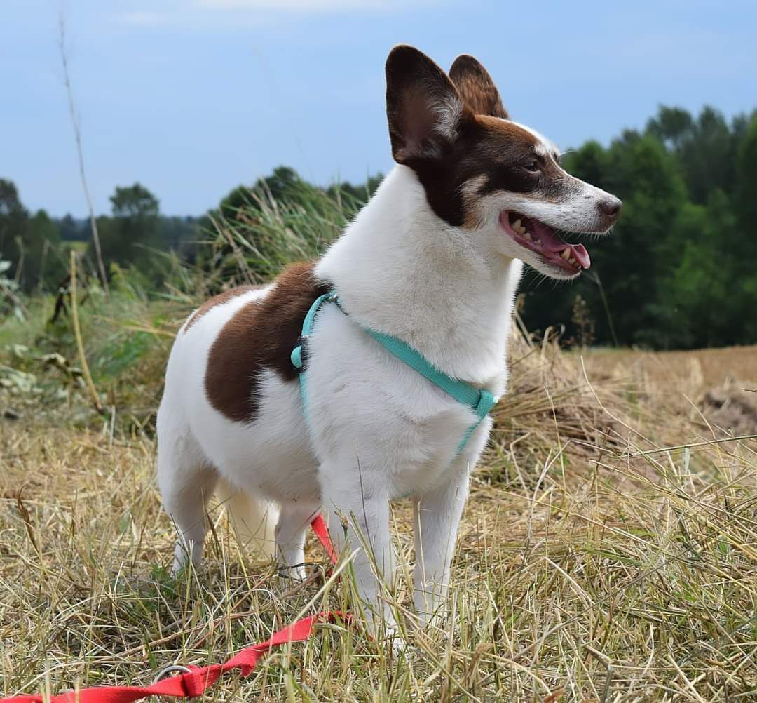 Delicja - starsza piękna sunia do adopcji