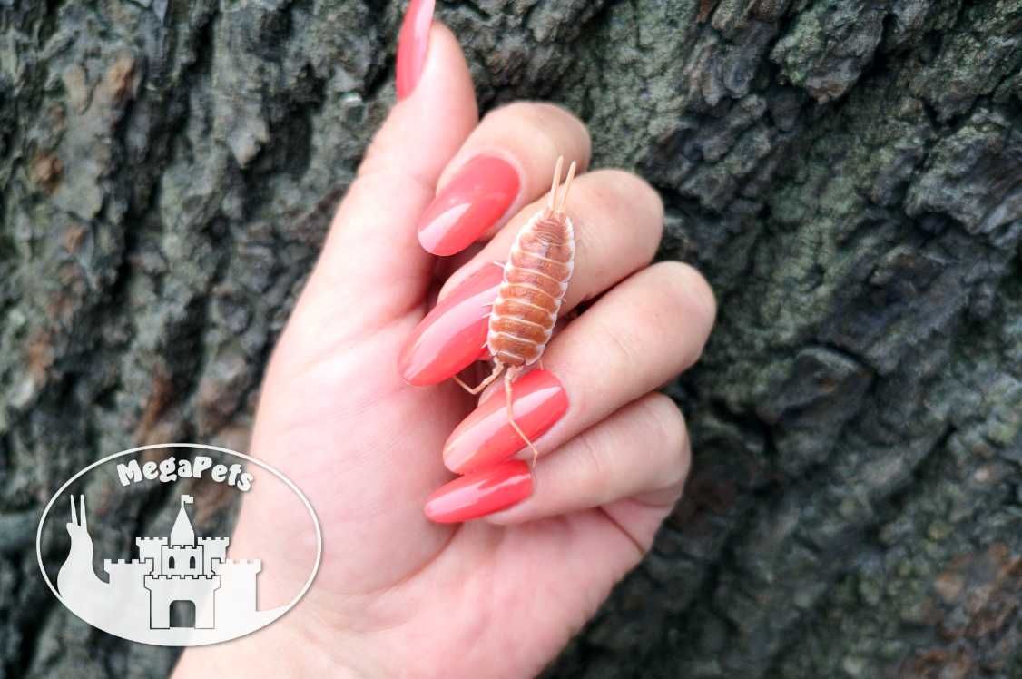 Porcellio hoffmannseggi Orange Prosionki Kulanki Skoczogonki Ślimaki