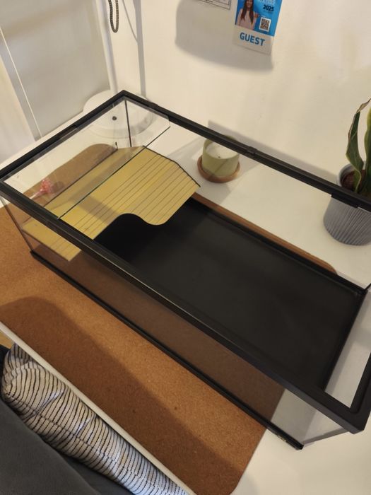 Pack inicial de tartarugas