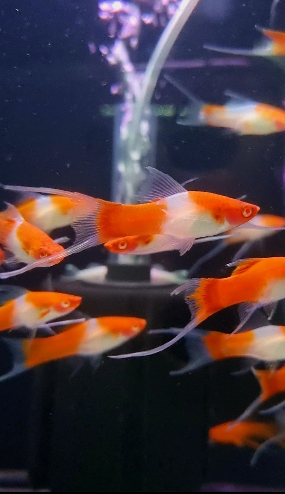 Mieczyk koi weloniasty