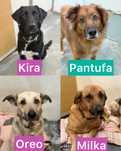 Cães para adoção