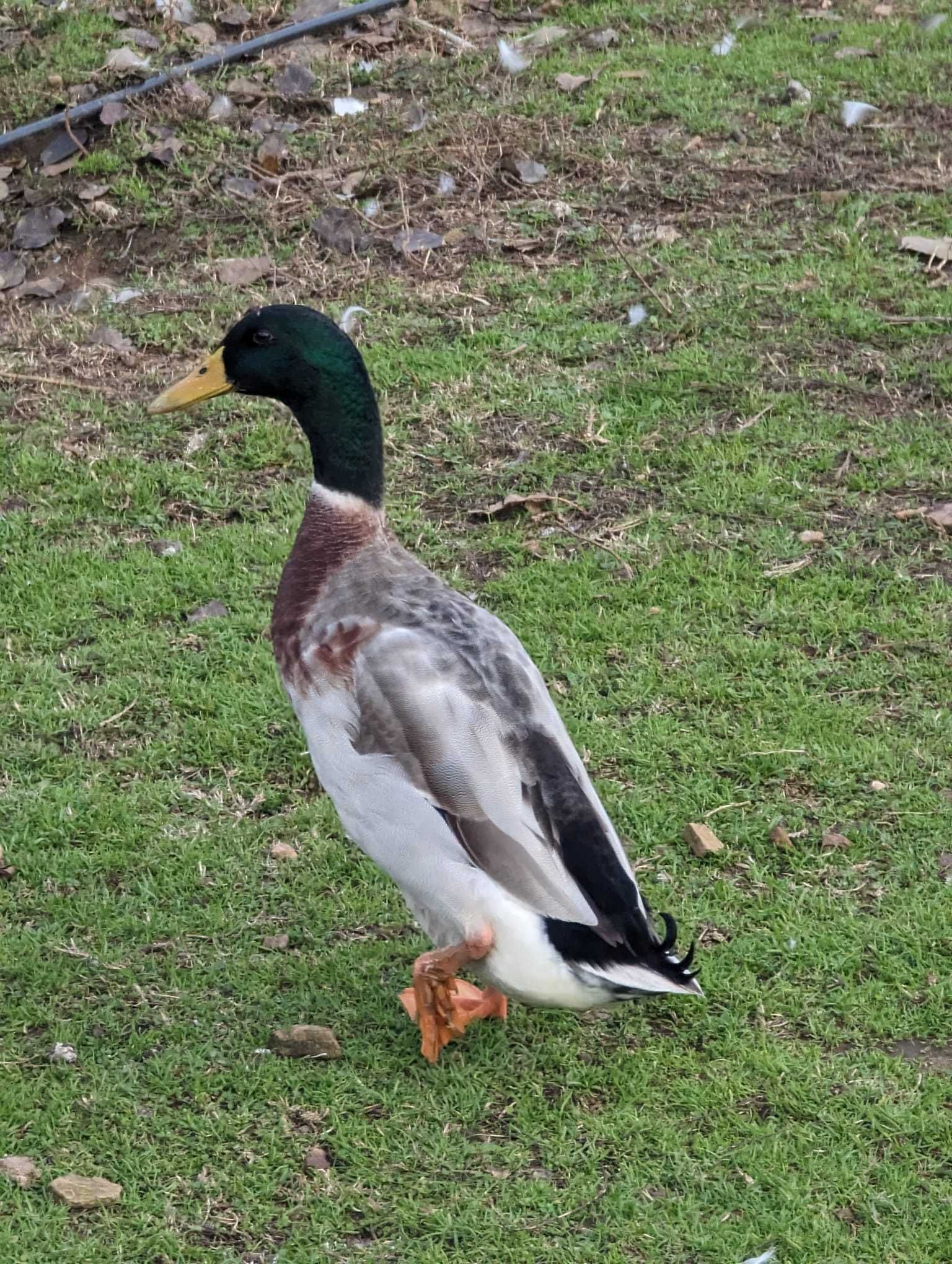 Pato corredor indiano - Casal de Patos para venda