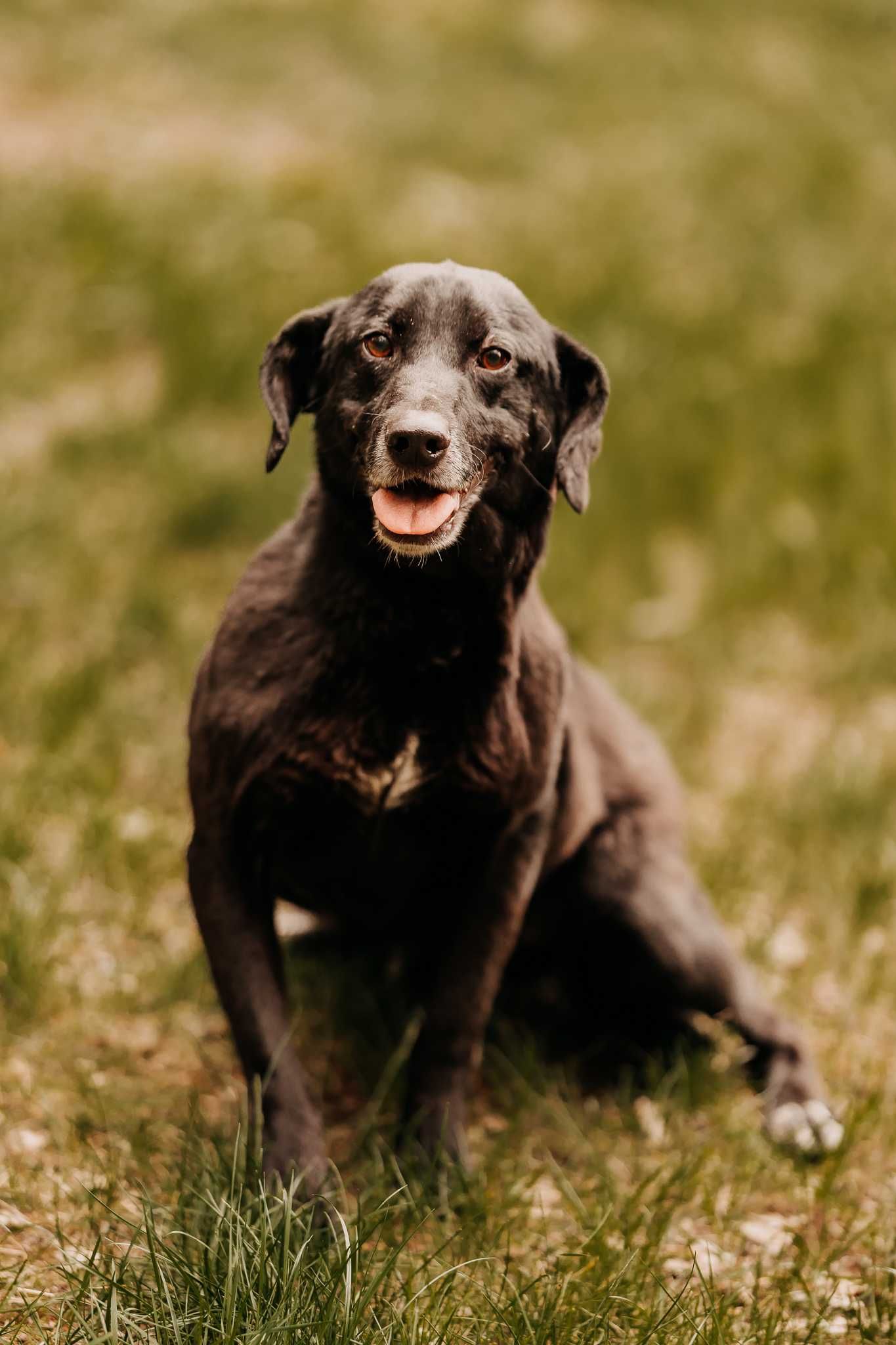 Młody, przemiły psiak Riko poleca się do adopcji!