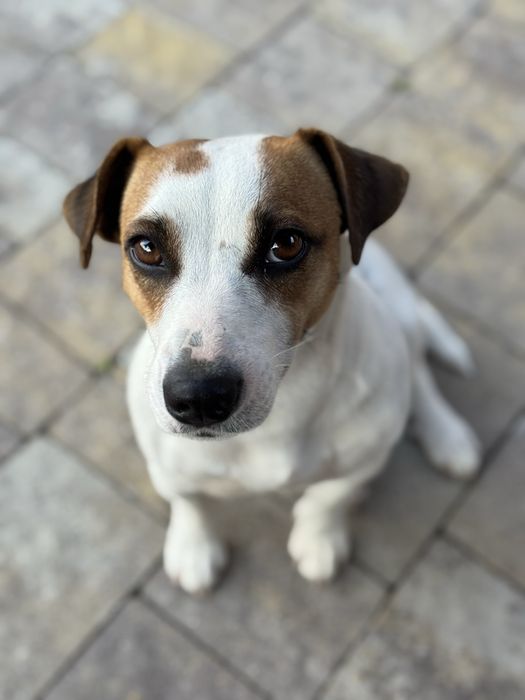 Джек Рассели цуценята