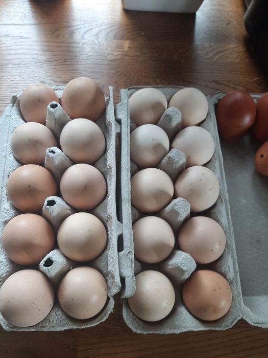 Jaja lęgowe mix   30 szt wysyłka
