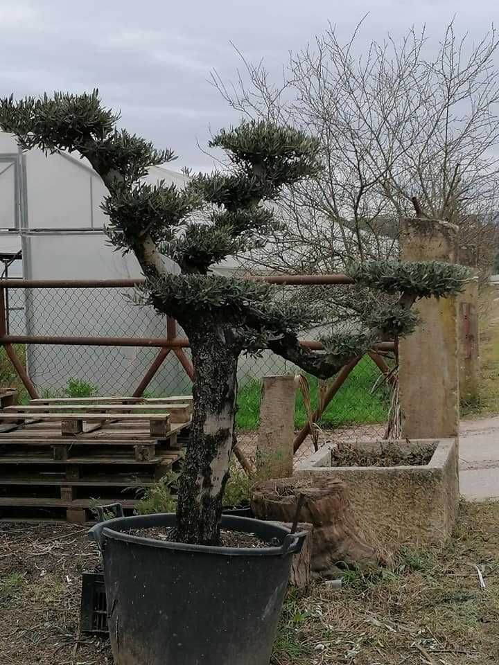 Oliveira Bonsai/ Oliveira Ornamental