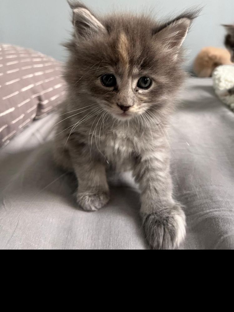 Niebieska kotka Maine Coon