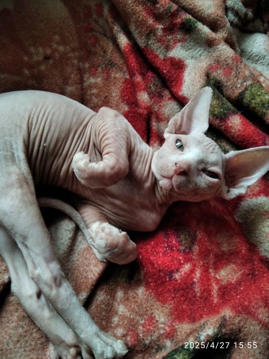 Канадский сфинкс