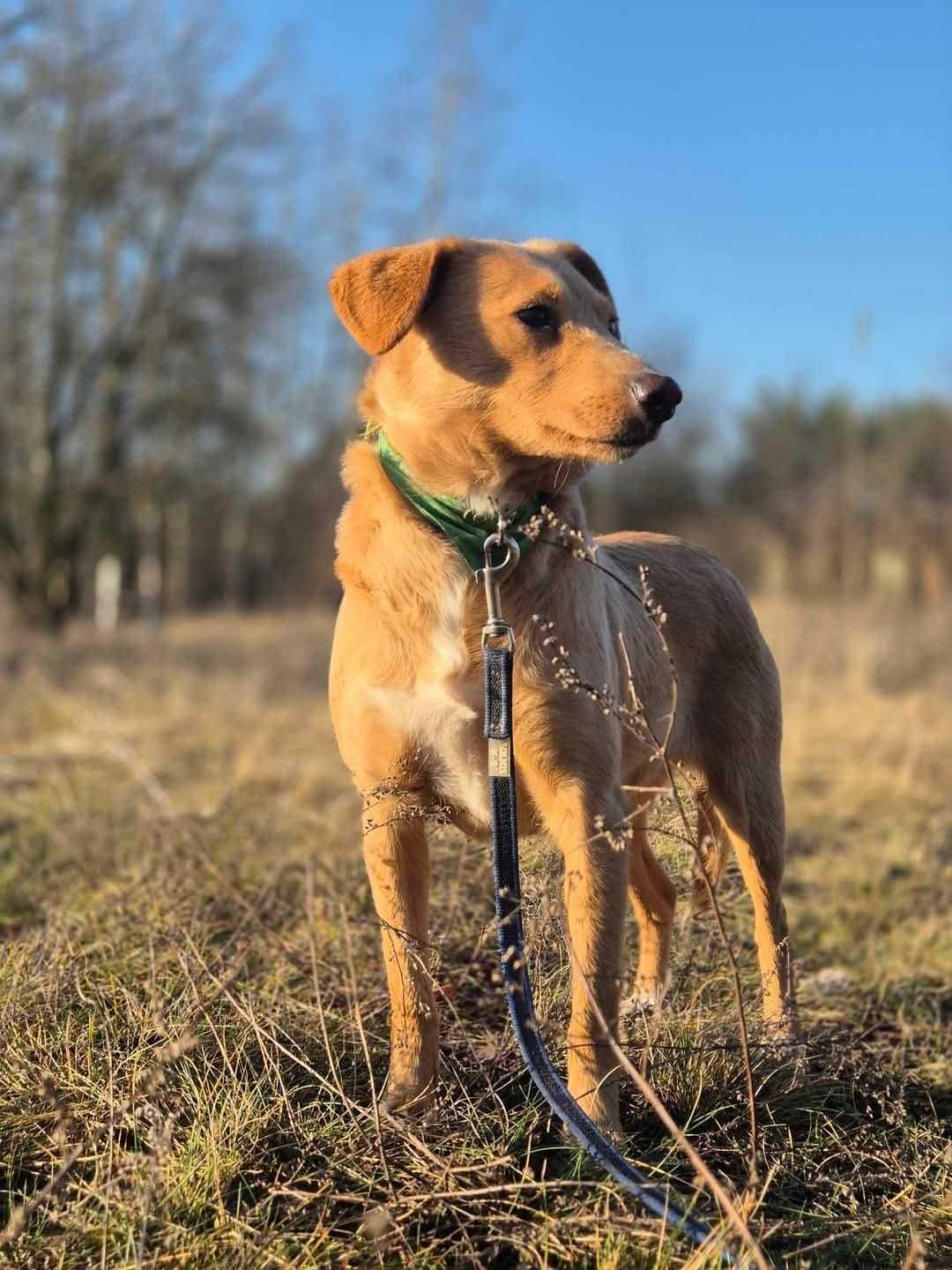 Kiara: sunia odebrana z złych warunków szuka nowego domu | 1,5 r, 10kg