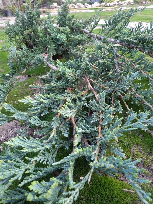 Можжевельник Блю чип